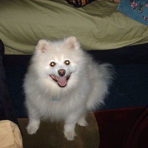 Meet your Posher, Angel